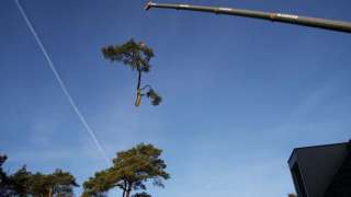 bomen rooien in Vught hovenier boom kappen prijsindicatie